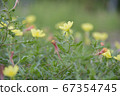 Yellow flowers blooming on a rural road 67354745