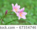 Light pink flowers 67354746