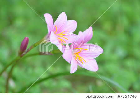 淡粉色的花朵 67354746