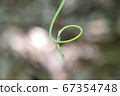Vine guide 67354748