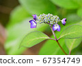 A small hydrangea with striking purple petals 67354749