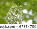 White hydrangea that looks a little like cotton candy 67354750