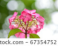 Rainy season, brightly blooming pink hydrangea 67354752