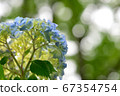 Looking up at the hydrangea 67354754