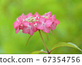 Pink hydrangea 67354756