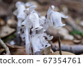 Mysterious white plant in the forest 67354761