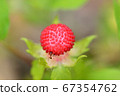 Ants eating wild strawberries 67354762