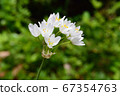 Pure white flowers blooming in the field 67354763