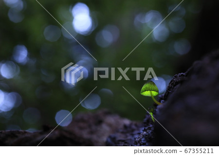 Forest Fairy 528 Forest Fairy 528 67355211