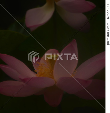 Summer flower: Oga lotus A large pink flower standing on the surface of the water 67355244
