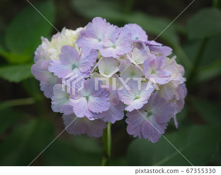 一朵淺紫色的八仙花屬花 一朵淺紫色的八仙花屬花 67355330