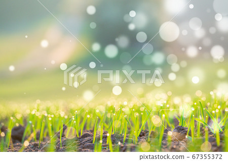 Early morning wheat field with bokeh effect 67355372