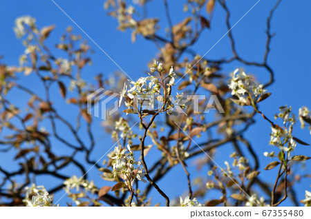A photograph of white flowers of a flowering tree presumed to be American Zeifribok against the blue sky A photograph of white flowers of a flowering tree presumed to be American Zeifribok against the blue sky 67355480