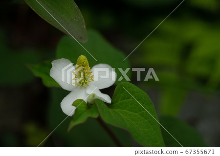 Dokudami花 67355671