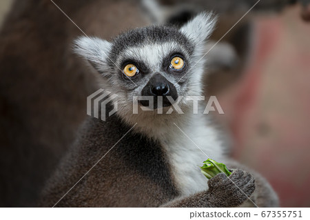 金剛狼狐猴 67355751