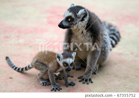 金剛狼狐猴 67355752