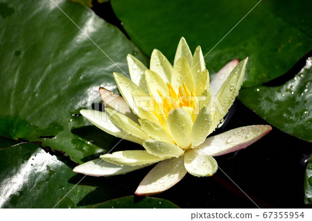 Water lily flowers Water lily flowers 67355954