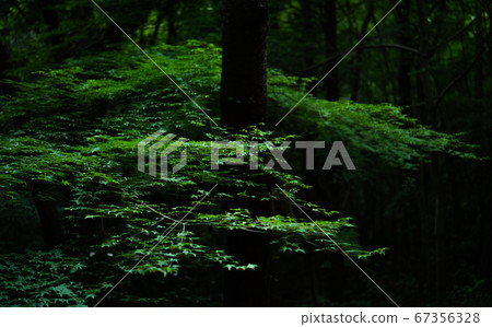 Fresh green image taken in the dark mountains Fresh green image taken in the dark mountains 67356328