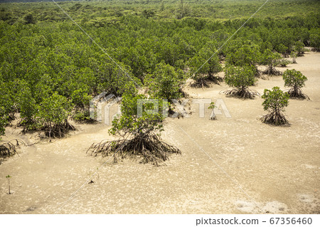5月在西表島上的紅樹林處於退潮 5月在西表島上的紅樹林處於退潮 67356460