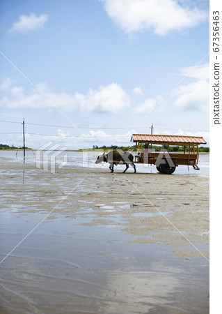 A buffalo car on Yufu Island crosses a tidal flat, the blue sky and white clouds A buffalo car on Yufu Island crosses a tidal flat, the blue sky and white clouds 67356463