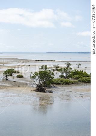Iriomote Island Hora River mangrove, May Iriomote Island Hora River mangrove, May 67356464