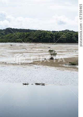 Iriomote Island Hora River mangrove, May Iriomote Island Hora River mangrove, May 67356465