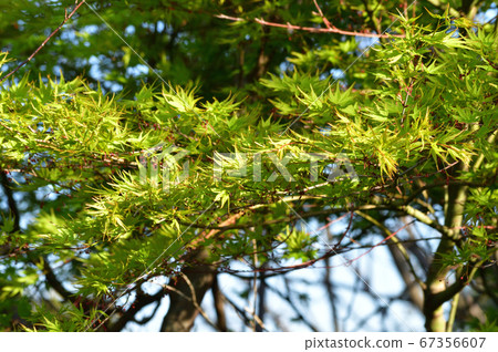 A photo taken in spring of a yellow-green leaf of a tree presumed to be a Japanese maple with a blurred background 67356607
