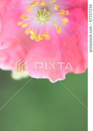 Pinky Poppy Pinky Poppy 67357256