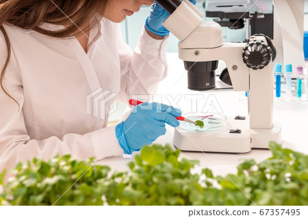 Inspection of the quality of agricultural seeds. Inspection of the quality of agricultural seeds. 67357495