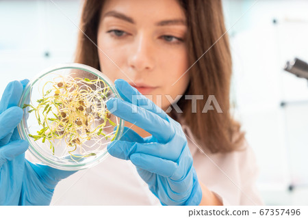 Inspection of the quality of agricultural seeds. 67357496