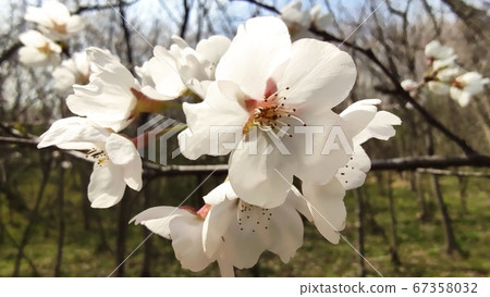 Cherry Blossom 67358032