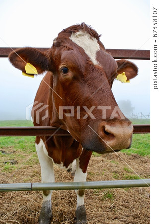 [Nagano] Gyu-kun (ranch) 67358107