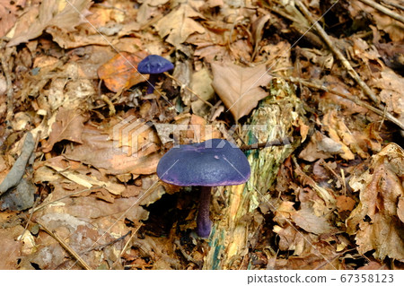 Nasukon日本Shimeji Nasukon日本Shimeji 67358123