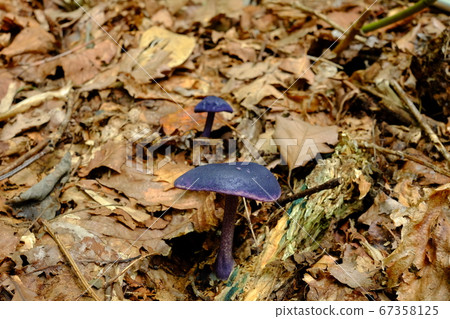 Nasukon日本Shimeji 67358125