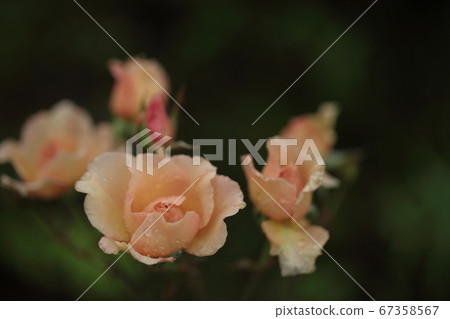 Barra Julia 67358567