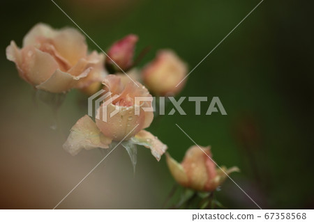 Barra Julia 67358568