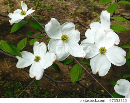 山茱wood白花水木 照片素材 圖片 圖庫