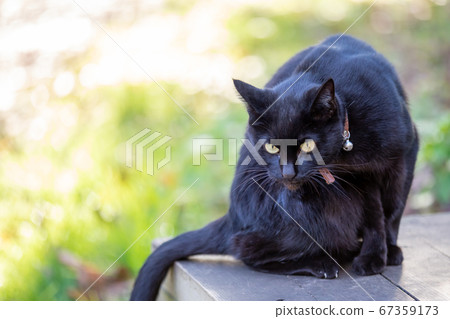 Black cat on the bench Black cat on the bench 67359173