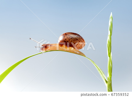Snail on grass blade 67359352