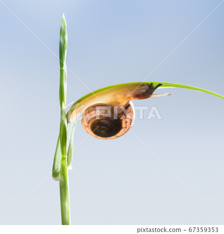 Snail under leaf 67359353