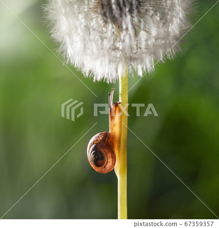 Snail and white dandelion Snail and white dandelion 67359357