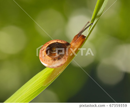 Snail on grass Snail on grass 67359359