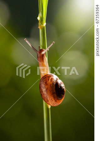 Snail on grass in garden 67359364