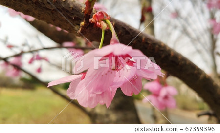 吉野櫻花樹 67359396