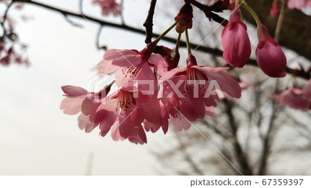 Yoshino cherry tree 67359397