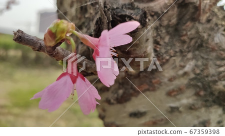 Yoshino cherry tree 67359398