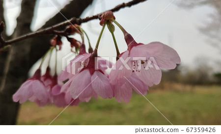 Yoshino cherry tree 67359426
