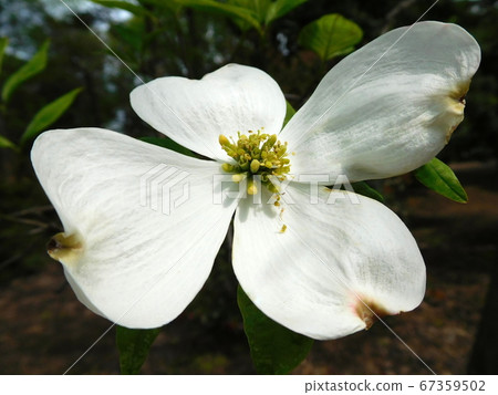 花見月白花水木一輪 照片素材 圖片 圖庫