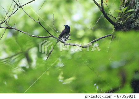 Male of Parakeet perching on a branch Male of Parakeet perching on a branch 67359921