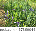 Flower background 67360044